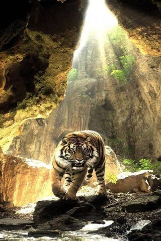The Majestic Tiger: Kin..