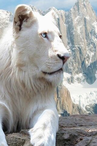 สิงโตขาว