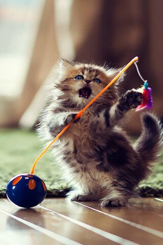 Kitten Playing