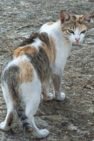 Adorable Whiskers: The ..