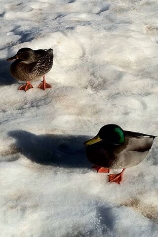 Quacking Good Times: A ..