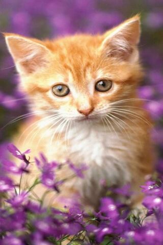 Cuddly Kitten Adventure..
