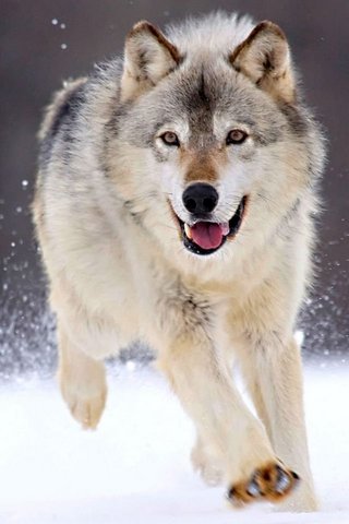 The Spirit of the Wolf:..