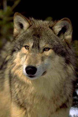 The Spirit of the Wolf:..