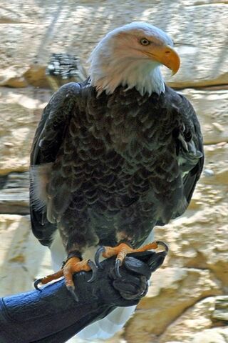 Majestic Eagle: King of..