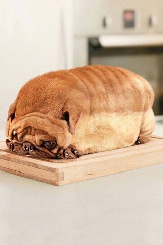 狗面包