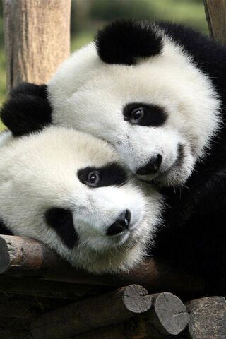 Pandas Love