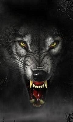 Download Fierce and Majestic Angry Wolf Wallpaper  Wallpaperscom