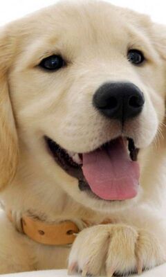 Cute Dog Wallpaper - Download to your mobile from PHONEKY