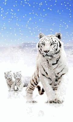 tigre delle nevi hd