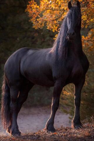 Midnight Majesty: The Enigmatic Black Stallion