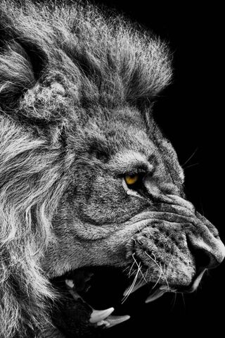 Lion Noir Et Blanc Fond Décran Télécharger Sur Votre