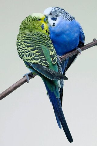 Birds Love