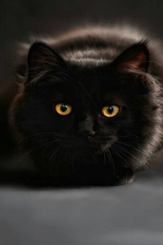 Pretty Black Kitty