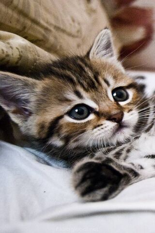 Adorable Whiskers of Love 🐾❤️