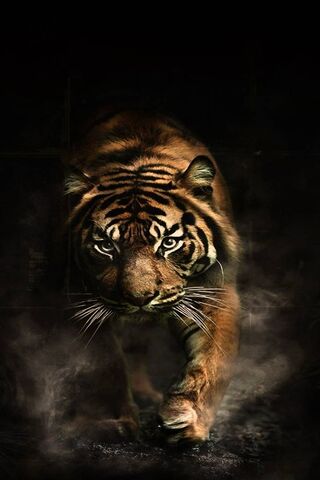 Harimau marah