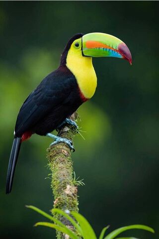 Colored Beak