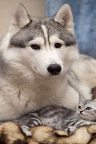 Katty Cat: The Purr-fec..