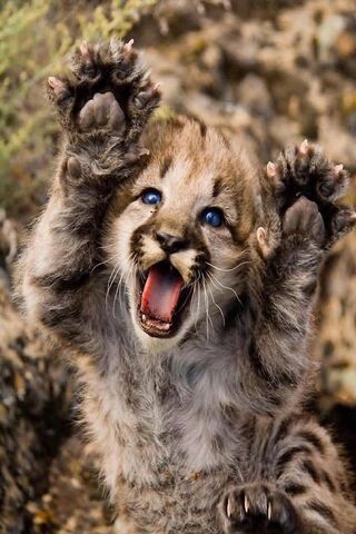 Tiny Roar of Caution! 🦁✨