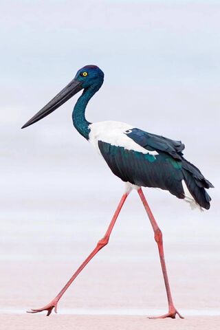 Black Stork