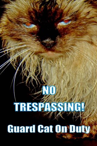 Feline Security: The No Trespassing Guardian 🐾