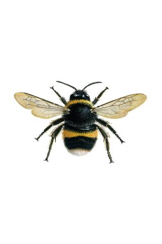 Buzzing Beauty: The Bombus Bee 🐝✨