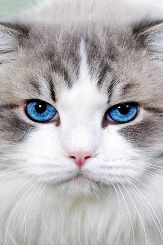 Olho azul do gato