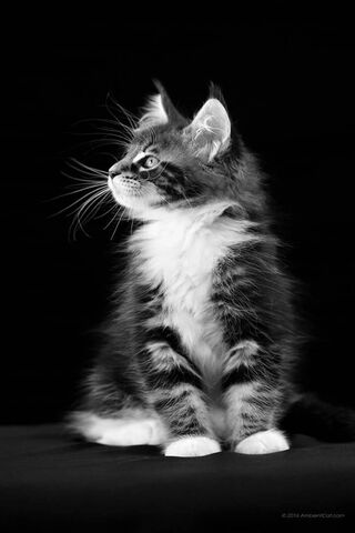 Whiskers of Wonder: The..