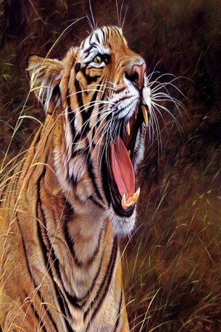 Tiger Angry