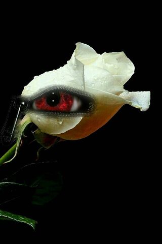 Глазок розы. Глазик Розе. Розария глаза вид.