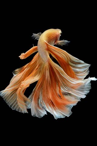 Graceful Swirls: The Fi..