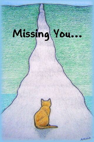 Longing for You: A Cat's Journey