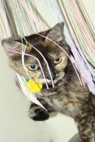 Trista Kitty Cat: The Purr-fect Companion 🐾