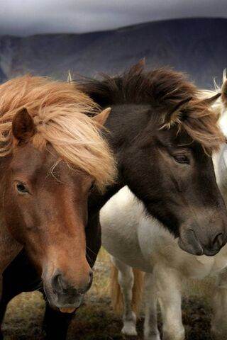 Horses
