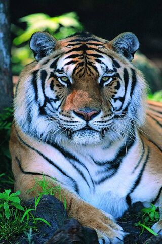 Roaring Majesty: The Sp..