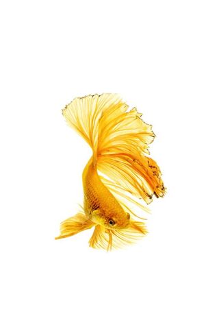 The Vibrant Dance of Be..