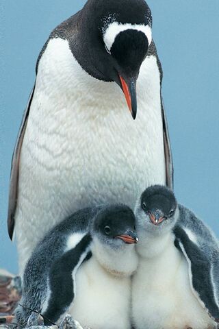 The Pingu Penguin Family Wallpaper Download To Your Mobile From Phoneky