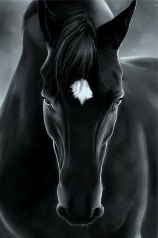 Schwarzes Pferd Hintergrund Lade Auf Dein Handy Von Phoneky Herunter