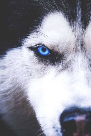 الذئب