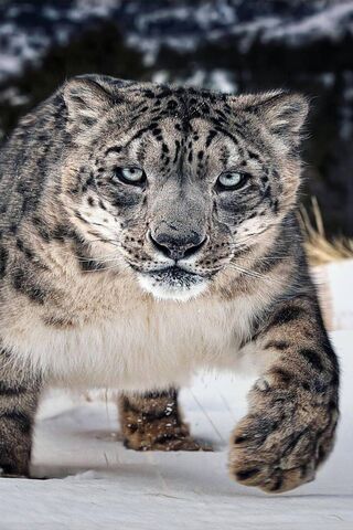 The Majestic Leopard: Nature's Stealthy Hunter 🐆