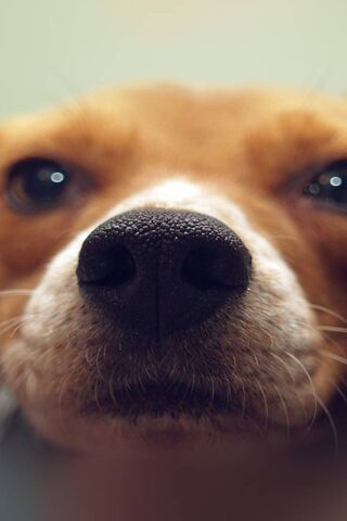 The Sniff-tastic World ..