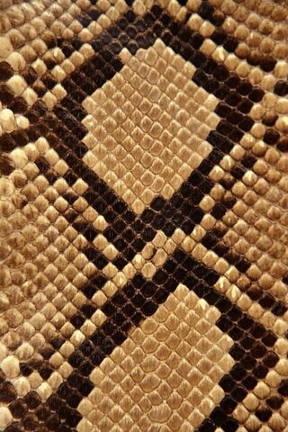 The Serpent's Secret: Unraveling Nature's Mysteries 🐍✨