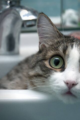 Whiskers and Wonders: T..