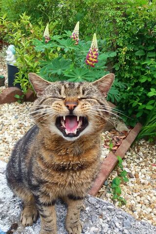 Spud the Tomcat: The King of the Garden 🌿🐾