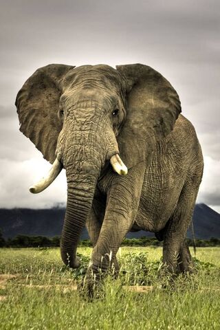 Animal Wallpaper  Elephants Wallpapers  Download HD Wallpapers and Free  Images