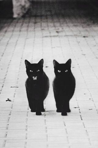 Black Cats