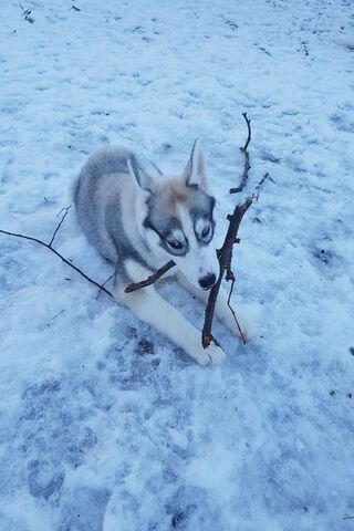 Winter Playtime: Nalou's Snowy Adventure! ❄️🐾