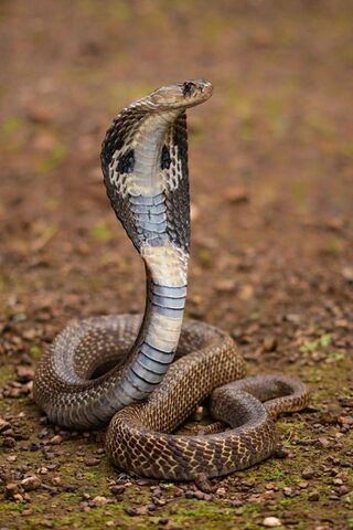 Majestic Cobra: Nature'..