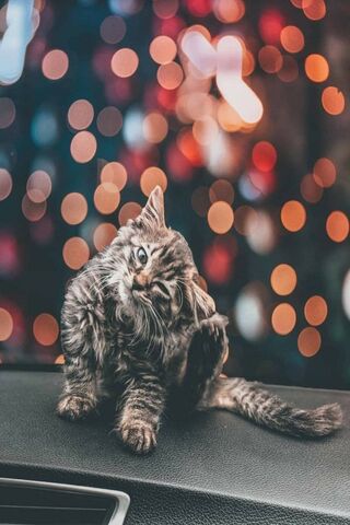 Whiskers and Wonders: A Kitten's Delight 🐾✨