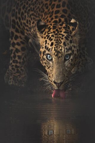 Leopard Wild